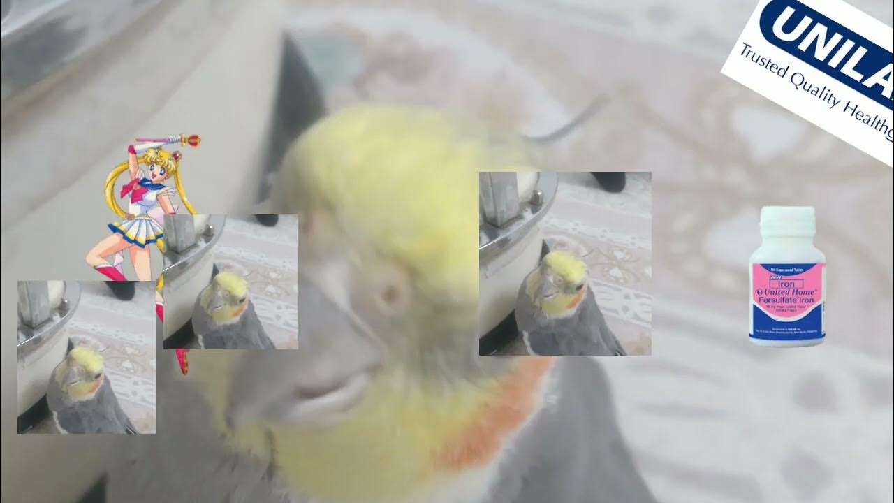 looking Birds funny - YouTube