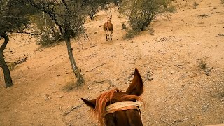 Rodeo de Burros , las cañas de michio 2023