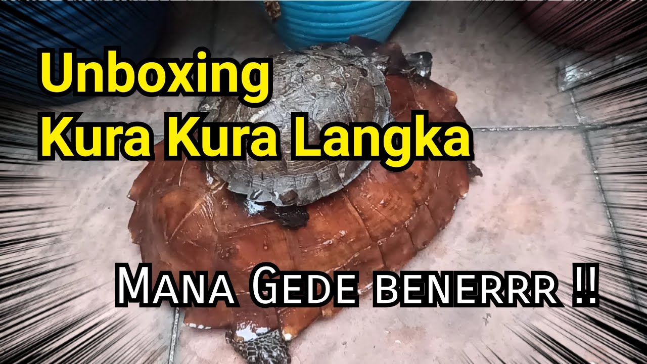 Unboxing kura kura langka ! Kura Kura Matahari.. YouTube