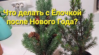 видео: Ёлочка из картинка: Ёлочка из