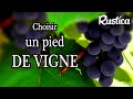 Raisin de table  quelle varit de vigne choisir 