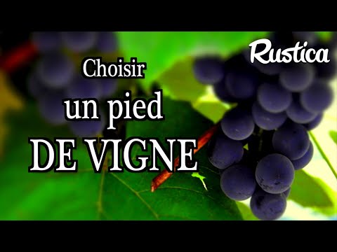 Vidéo: Raisins précoces russes - l'une des meilleures variétés de raisins de table