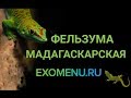 Фельзума мадагаскарская