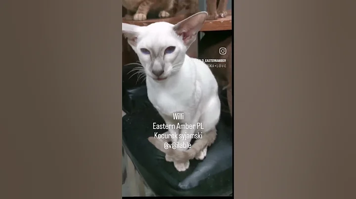 Video 11510811: peterbald oriental siamese cattery, siamesecat