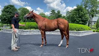 Good Magic Yearlings Look to Have Sire's Precocity
