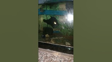 cá thác lác màu đen độc lạ nha các bạn.