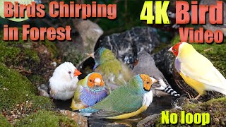 Watch with your pet! 4HRS of Soothing Birdbath with Birds Chirping for Separation Anxiety, No Loop!