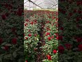 प ल ह उस म ग ल ब क ख त Rose Cultivation In Polyhouse Rosefarming Flowerfarming Gardening प ल ह उस म ग ल ब क ख त Rose Cultivation In Polyhouse Rosefarming Flowerfarming Gardening