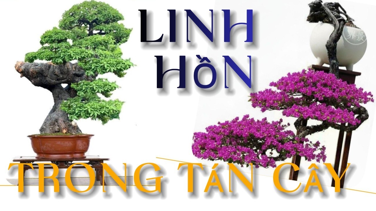 Ý cảnh trong tán cây bonsai Trung Hoa – Linh hồn của nghệ thuật tạo hình#bonsai #bonsaivietnam