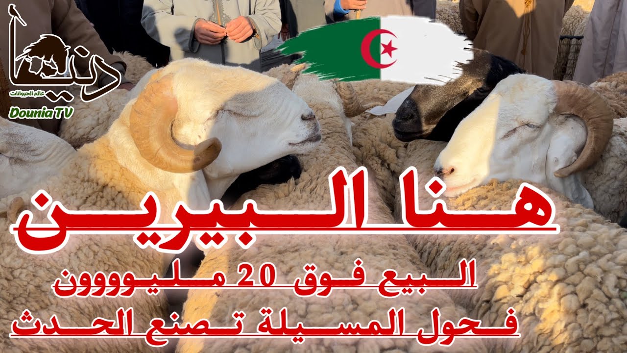 🐏فحول المسيلة بسعر 20 مليون من سوق البيرين لولاية الجلفة تغطية خاصة لأسعار كباش العيد مع لكحل عيسى