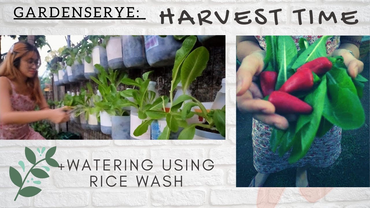 Harvest time | How to use Rice Wash for plants | Urban Gardening | Gardenserye | Philippines
