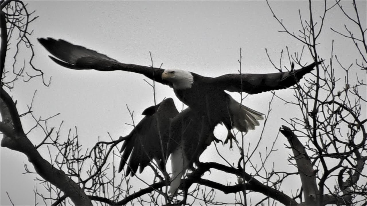 A hungry Eagle on the move for some breakfast!
