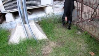 MVI_0329.AVI