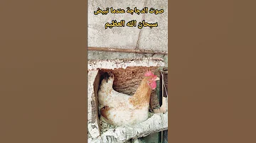 صوت الدجاجة عندما تبيض 