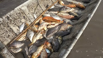 Bắt cá trên ruộng rất vui ở miền tây | Mekong fishing