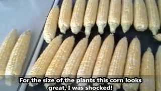 Xtra Tender 2171 Sweet Corn Harvest