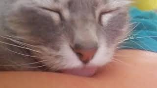 Cat licking arm ASMR part 3 (50 subscriber special)