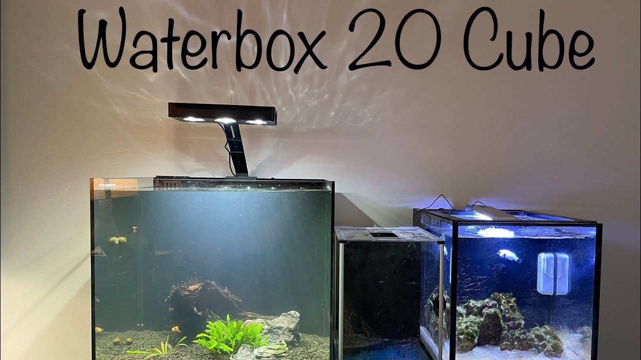 Waterbox Cube 20 shrimp planted tank initial setup