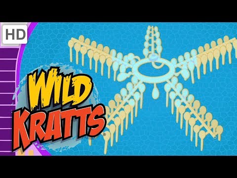 Wild Kratts - Creatures That Make a Big Splash! (40 Minutes!)