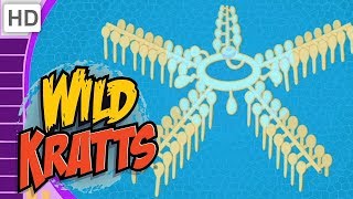 Wild Kratts  Creatures That Make a Big Splash! (40 Minutes!)