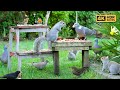 [NO ADS] Cat TV for Cats to Watch 😸 Birds & Squirrels Play in the Garden 🕊️ Bird Videos & Cat Games