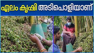 Cardamom Farm  Kerala News         