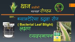 धानको ब्याक्टेरिया डढुवा रोग Bacterial Leaf Blight  | लक्षण पहिचान र व्यवस्थापन Symptom & Management