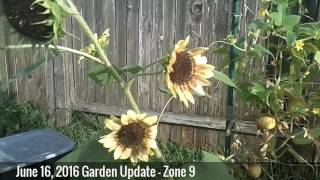 Garden Update #5 - June 16, 2016 - Zone 9