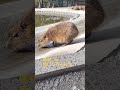 昼休み #カピバラ #海の中道海浜公園
