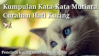 Kumpulan Kata-Kata Mutiara Curhatan Hati Kucing  ( Pencinta kucing wajib nonton!!!)