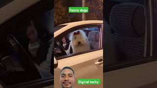 Funny dog nice dance. #pets #funny #music #dance #shortsfeed #dtechy #puppy #digitaltechy #shorts