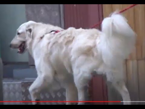 <strong>한옥마을에서</strong> 만난 귀영운 강아지 2마리....Two cute puppies that I met in  Jeonju   Hanok Village..... 全州市...... KOREA