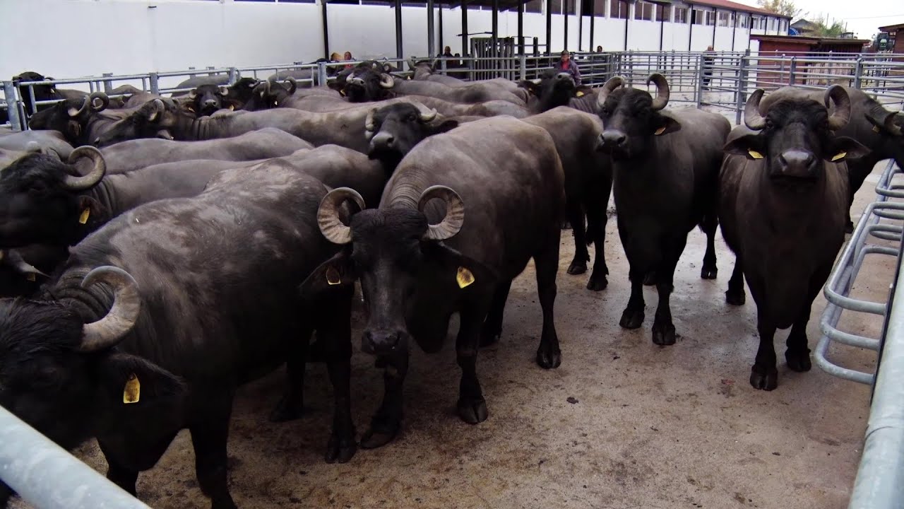 Животновъдството: Упорит труд и всеотдайност