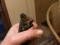 Feeding Micro Bat