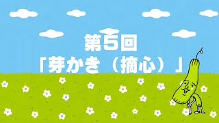 【初心者向け】ここが運命の分かれ道！理想のへちまを育てるには～ご家庭での芽かき（摘心）方法（ヘチマチャンネル⑤）