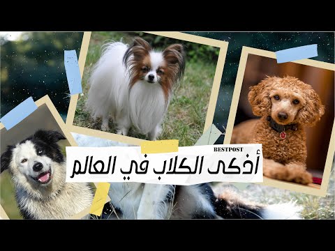   اذكى انواع الكلاب في العالم كلب البودل فائق الذكاء