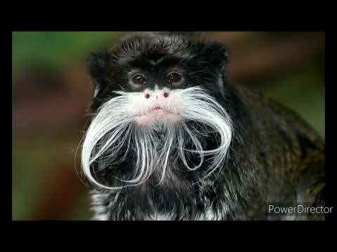 Tamarin Relaxation Music