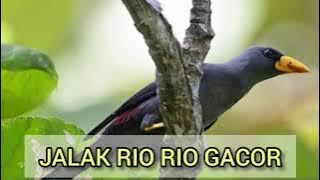 Suara Burung Jalak Rio Rio Gacor Suara Jernih | Cocok Untuk Masteran