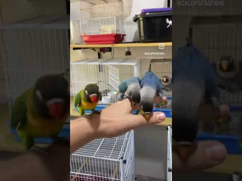 Será q Agapornis Personatas são mansos ?