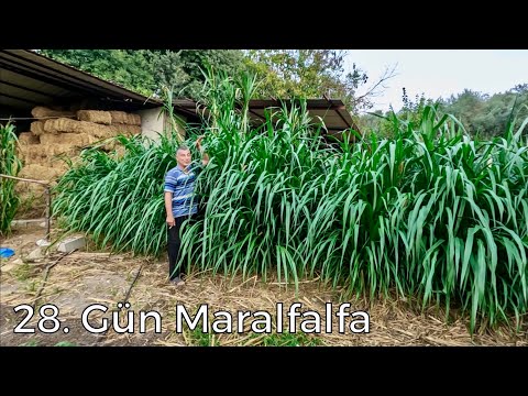 Maralfalfa 28 Günde Bu Kadar Büyüdü !!!