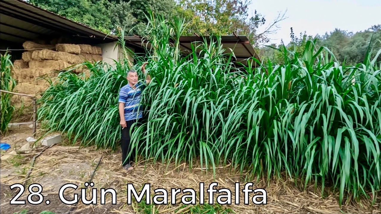 Maralfalfa 28 Günde Bu Kadar Büyüdü !!!