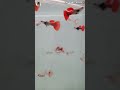 💥💛 comment 👇🚨😱😱 Guppy fish stock update🚨 | online delivery available🐟 | vivasayin parvai aquatics