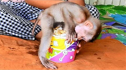 Wow pop corn bobo like to eat most, Cute little baby monkey bobo happy by mom with him.