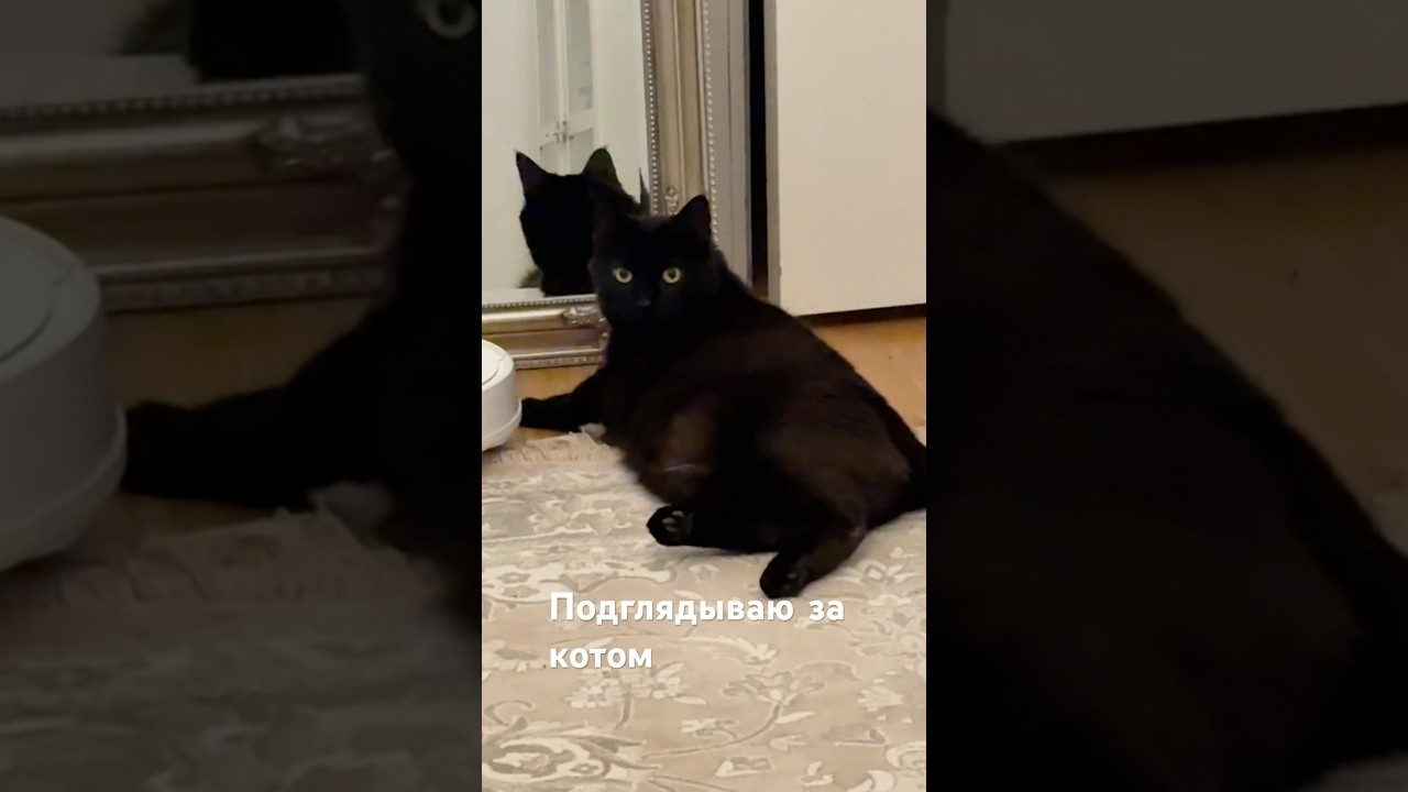 Подглядываю за Котом 