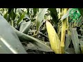 Kaveri bumper maize 🌽🌽