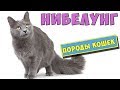 Кошки породы Нибелунг. Особенности породы, уход, цена