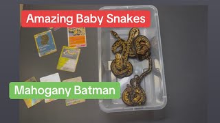 Baby Ball Pythons ! Mahogany Batman clutch 