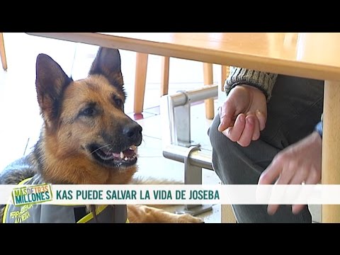 Video: La Fundación Para La Diabetes Dona Perros De Alerta A Familias Necesitadas