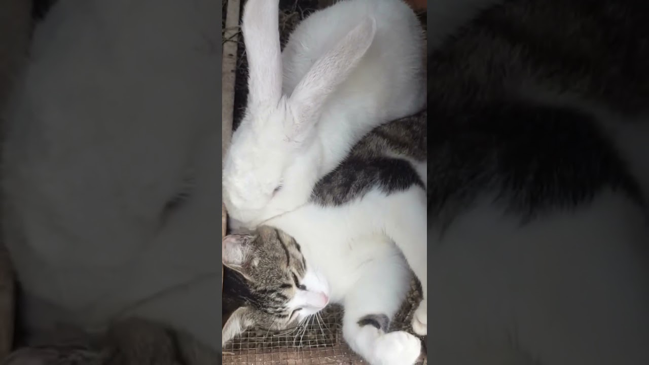 Cat and Rabbit Affair