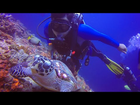 Menyelam Diving di Indahnya Nusa Penida Bali Indonesia